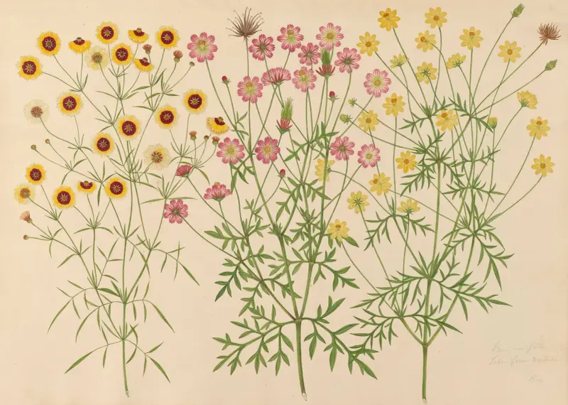 Aus unserem Garten von Miss Gough