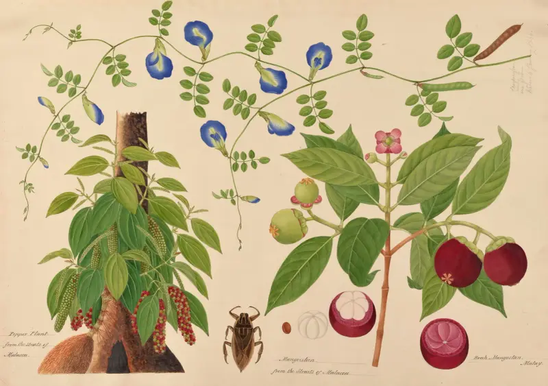 Pepper Plant. Mangoesteen. Boah Mangostan, Malay-Creeper av Miss Gough