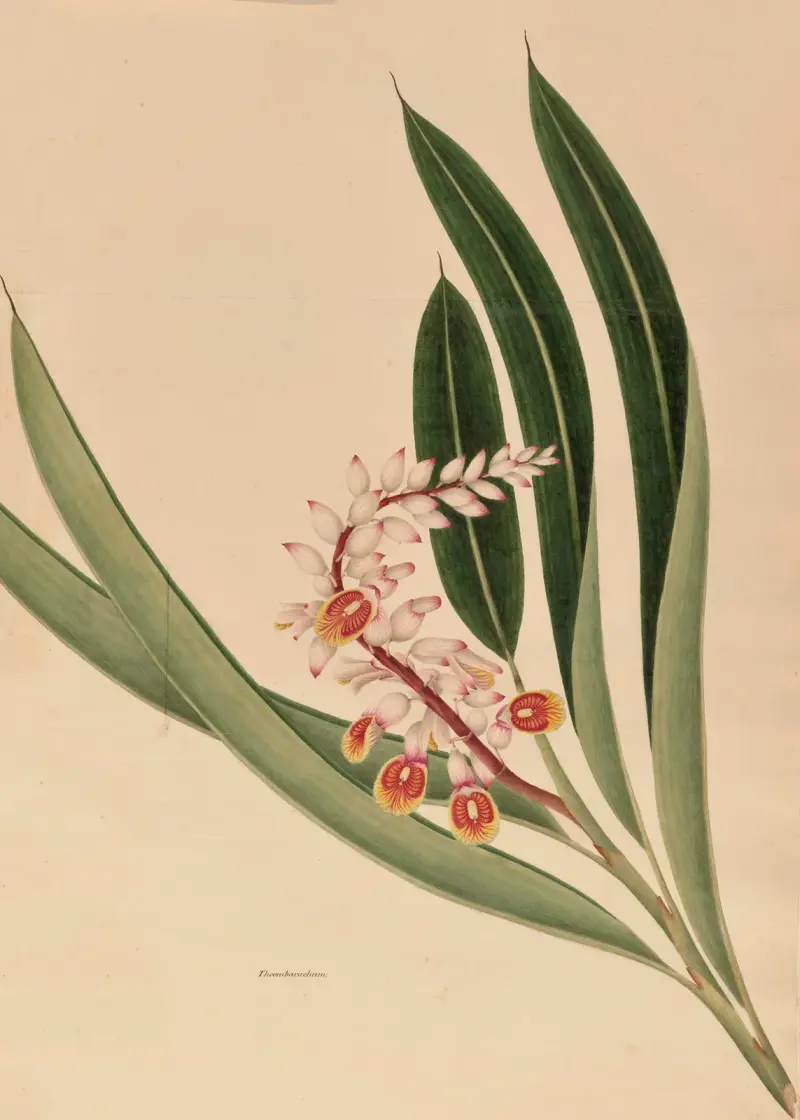Thoombarachum von Miss Gough