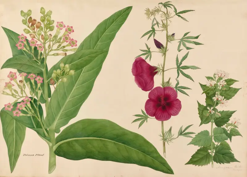 Tobacco Plant. Mongarin triste av Miss Gough