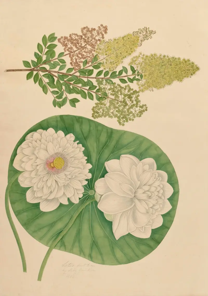 Trevong. Malangerra. Lotus av Miss Gough