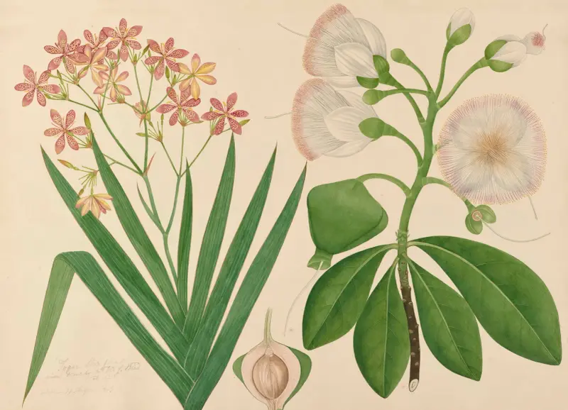 Tygarstjärna. Denna vackra blomma är från vår trädgård, namn okänt av Miss Gough