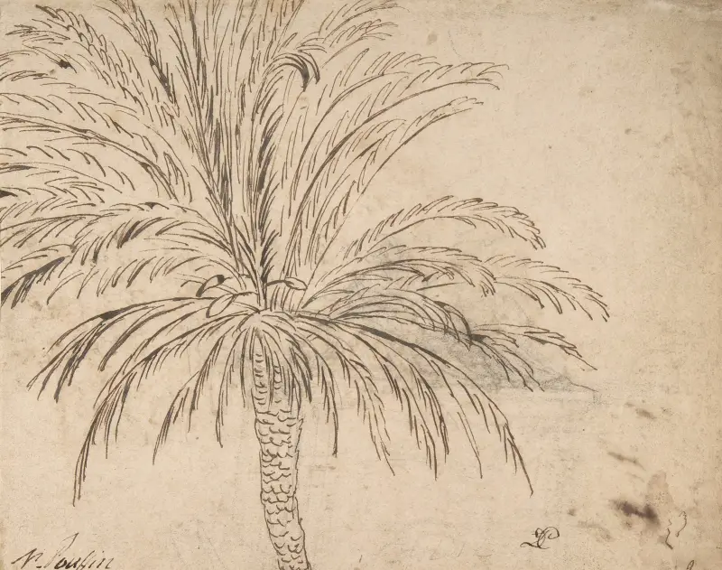 Studie einer Palme von Nicolas Poussin