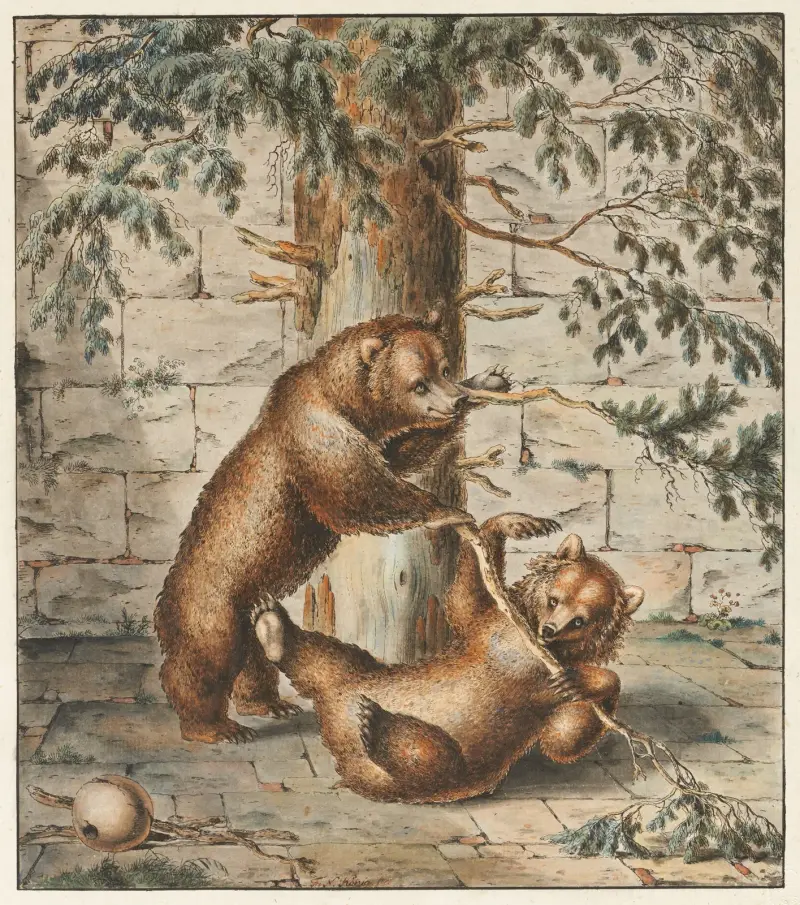 Der Bärengraben in Bern av Franz Niklaus König