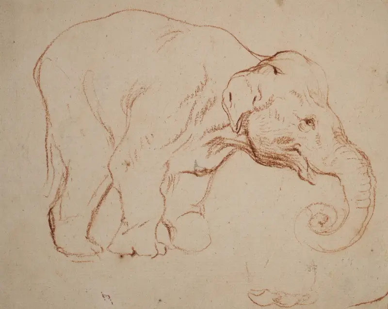 Stående elefant av Daniel Nikolaus Chodowiecki
