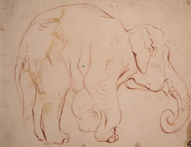 Stehender Elefant, 1792 – Nr. 1 von Daniel Nikolaus Chodowiecki