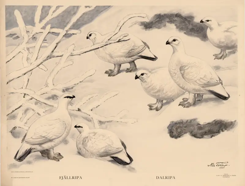 Schneehuhn. Moorschneehuhn von Nils Tirén
