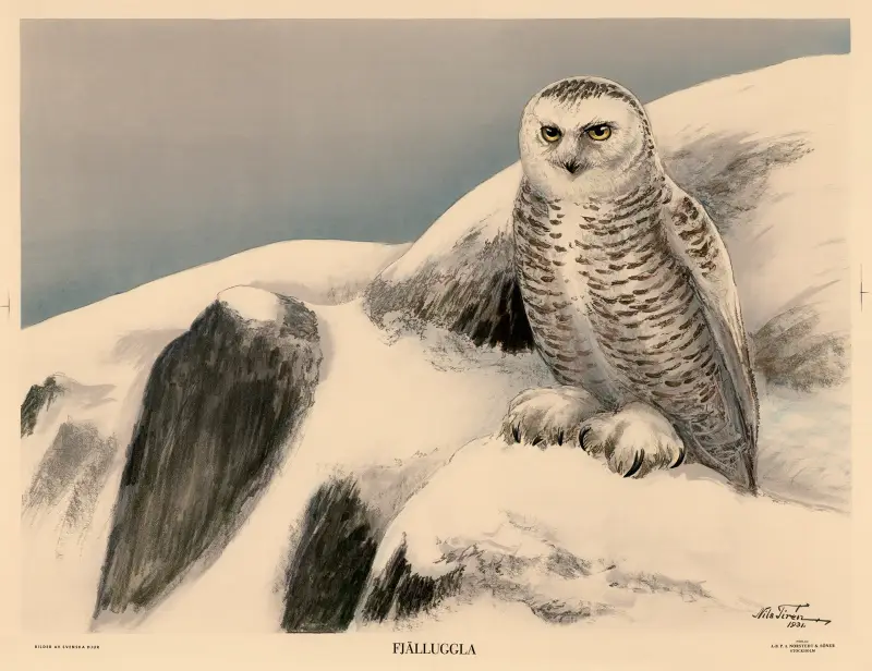 Schnee-Eule von Nils Tirén