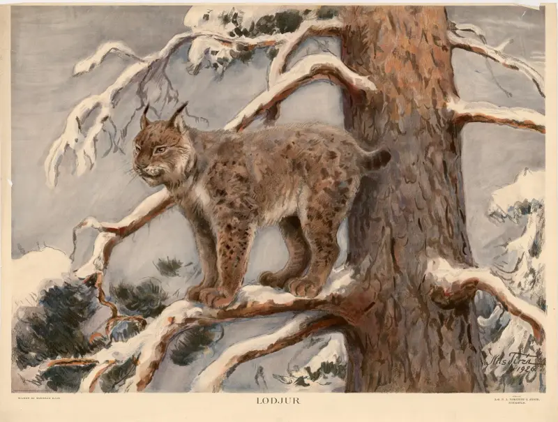 Luchs von Nils Tirén
