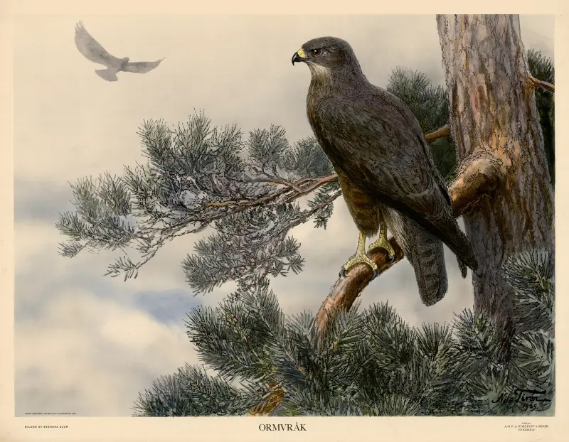 Mäusebussard von Nils Tirén