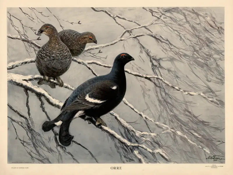 Tetřev, 1928 – č. 1, Nils Tirén
