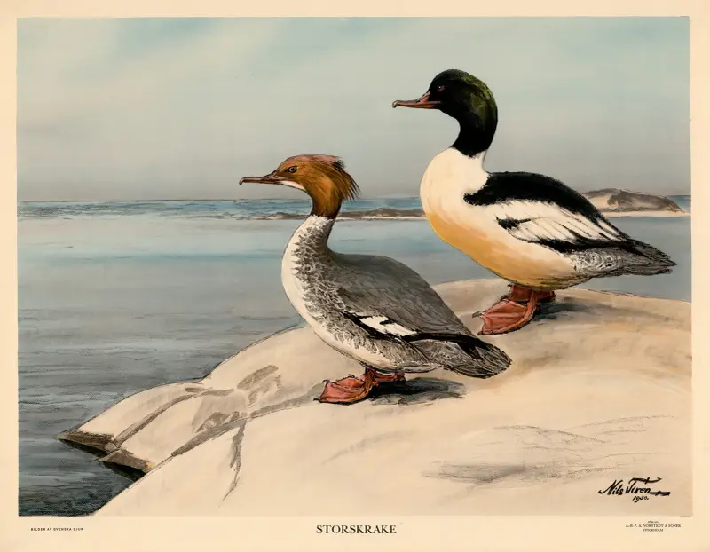 Gänsesäger von Nils Tirén