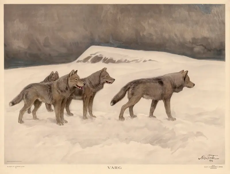 Wolf von Nils Tirén