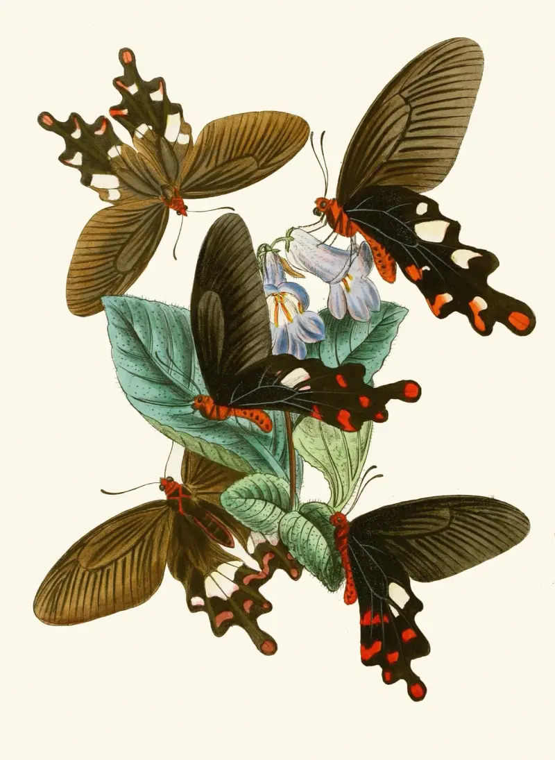 Orientalisk entomologisk samling, plansch I av John Obadiah Westwood