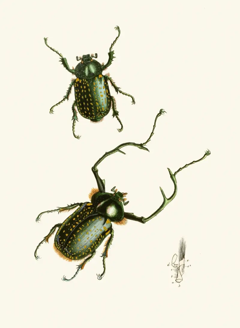 The cabinet of oriental entomology Pl II av John Obadiah Westwood