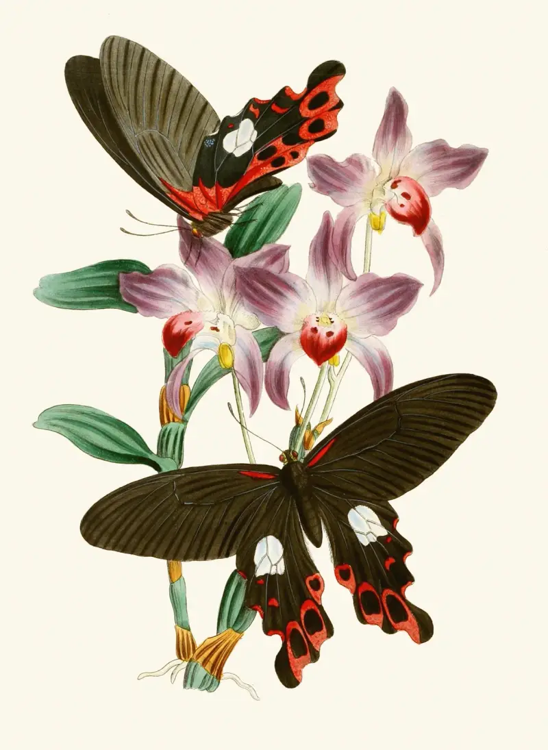 The cabinet of oriental entomology Pl III av John Obadiah Westwood
