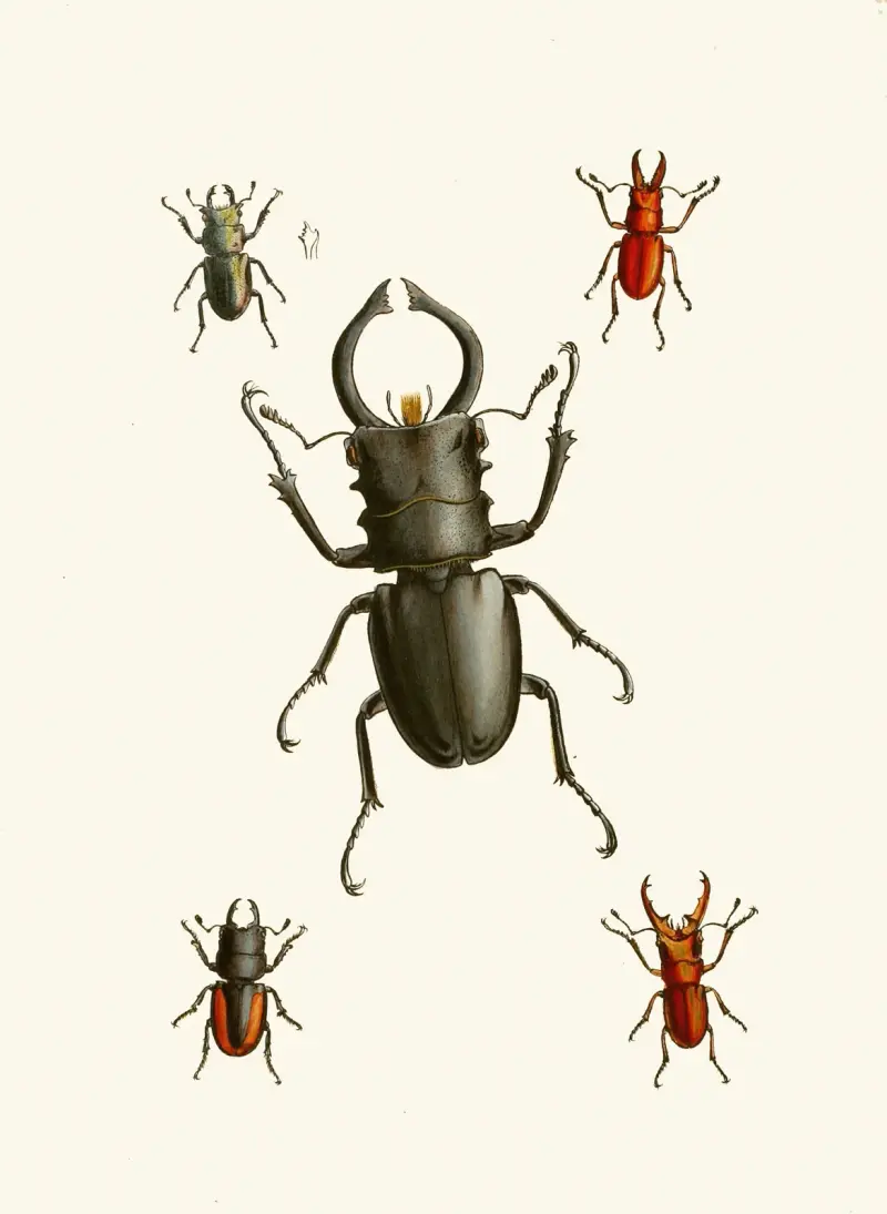 The cabinet of oriental entomology Pl IX av John Obadiah Westwood