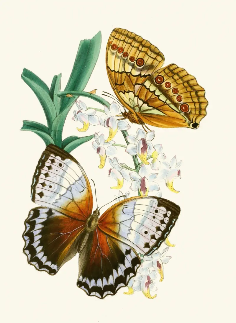 Gabinet entomologii orientalnej, plansza V, John Obadiah Westwood