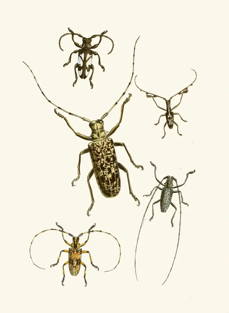 Den orientaliska entomologins kabinett, pl. VI av John Obadiah Westwood