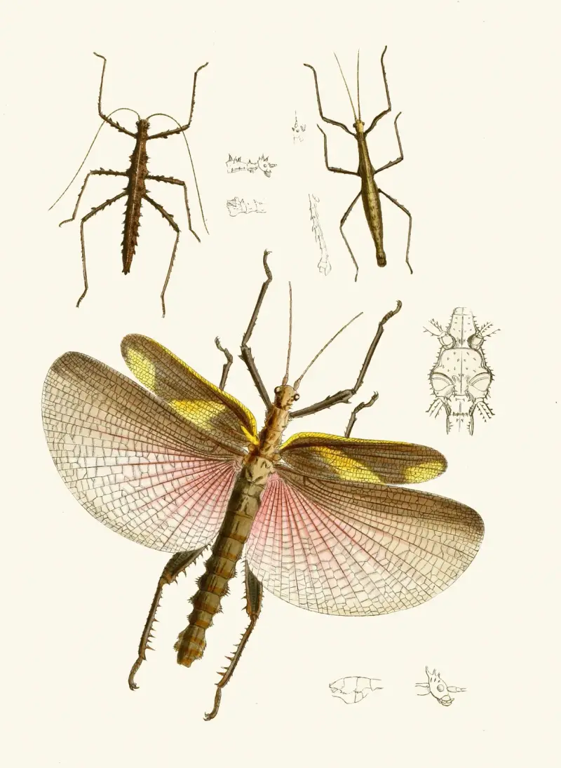Orientalisk entomologisk plansch VIII av John Obadiah Westwood