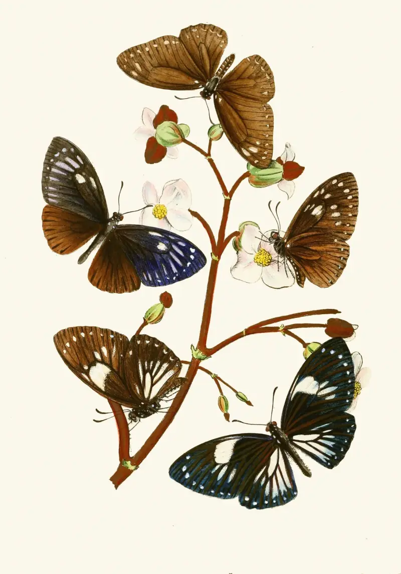 Den orientaliska entomologins samling, plansch X av John Obadiah Westwood