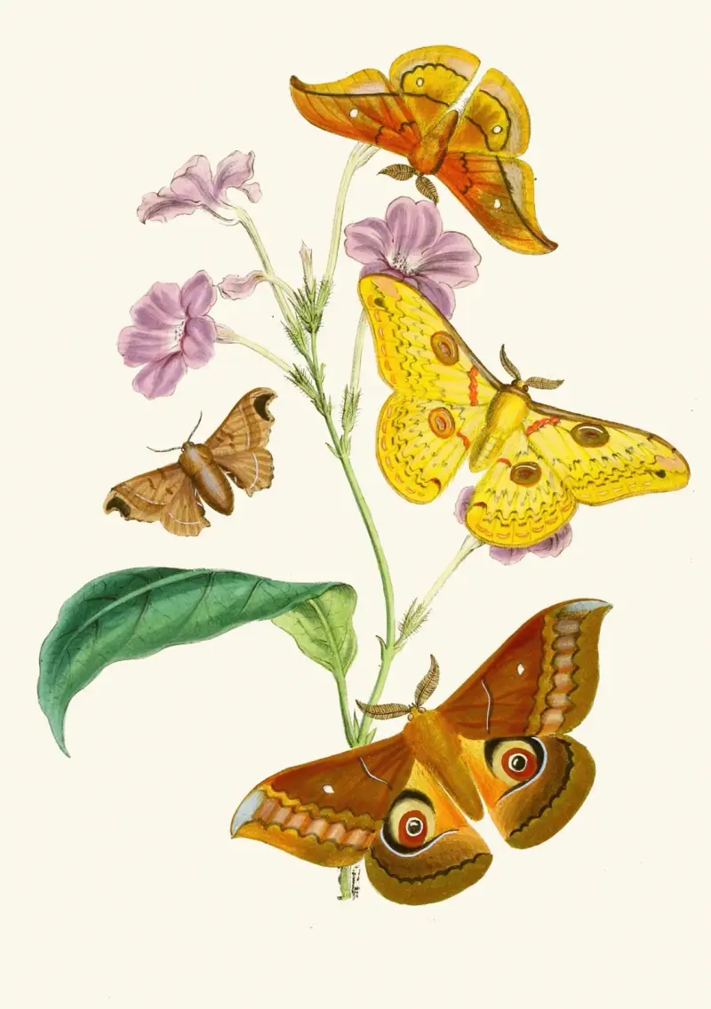 Orientens insektsfauna, plansch XIII av John Obadiah Westwood