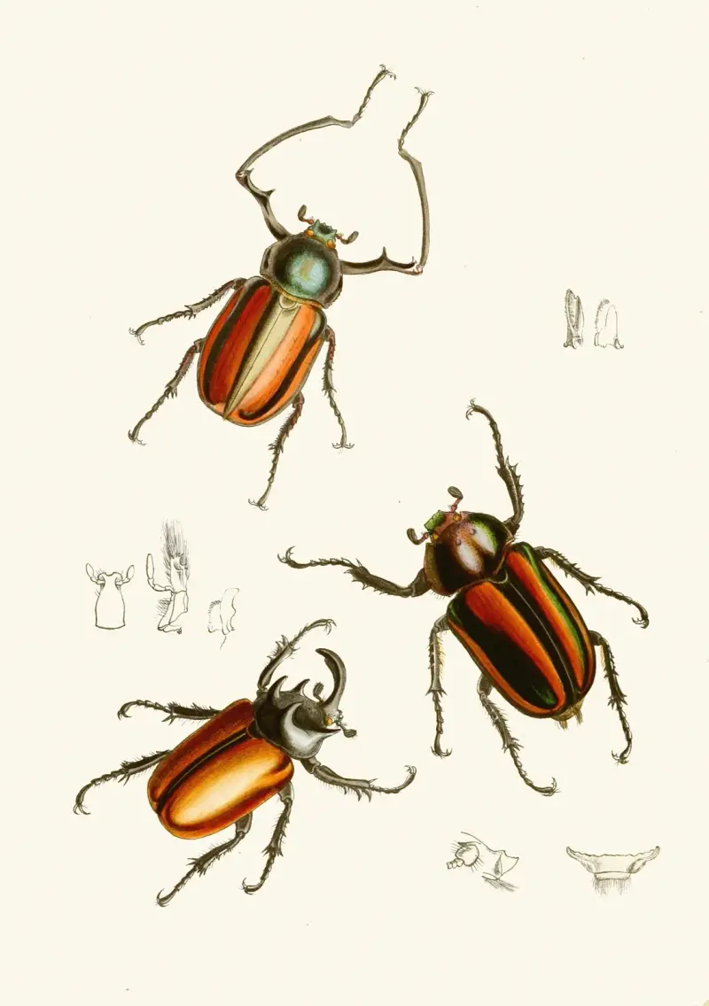 The cabinet of oriental entomology Pl XIV av John Obadiah Westwood