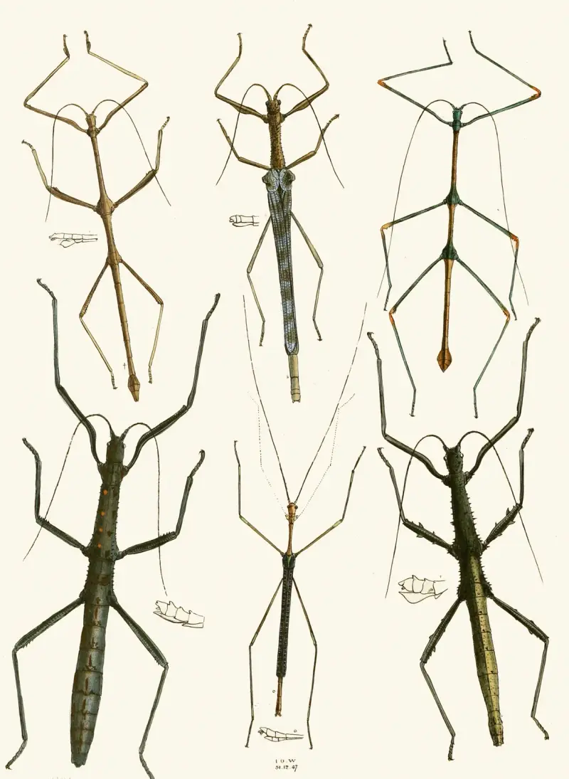 The cabinet of oriental entomology Pl XL av John Obadiah Westwood