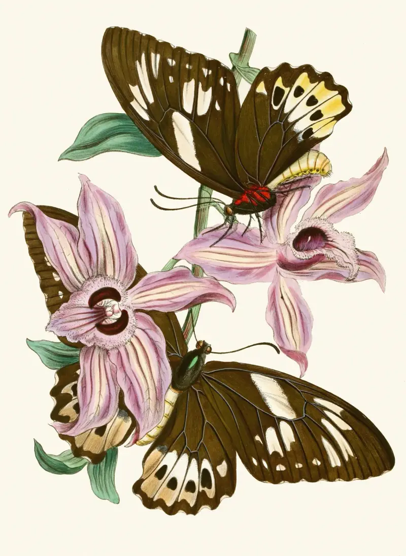Skåpet med orientaliska insekter, pl. XV av John Obadiah Westwood