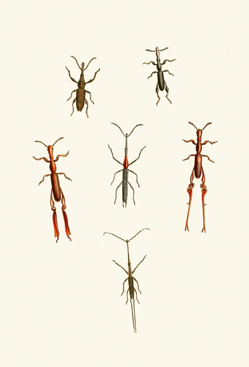 The cabinet of oriental entomology Pl XVI av John Obadiah Westwood