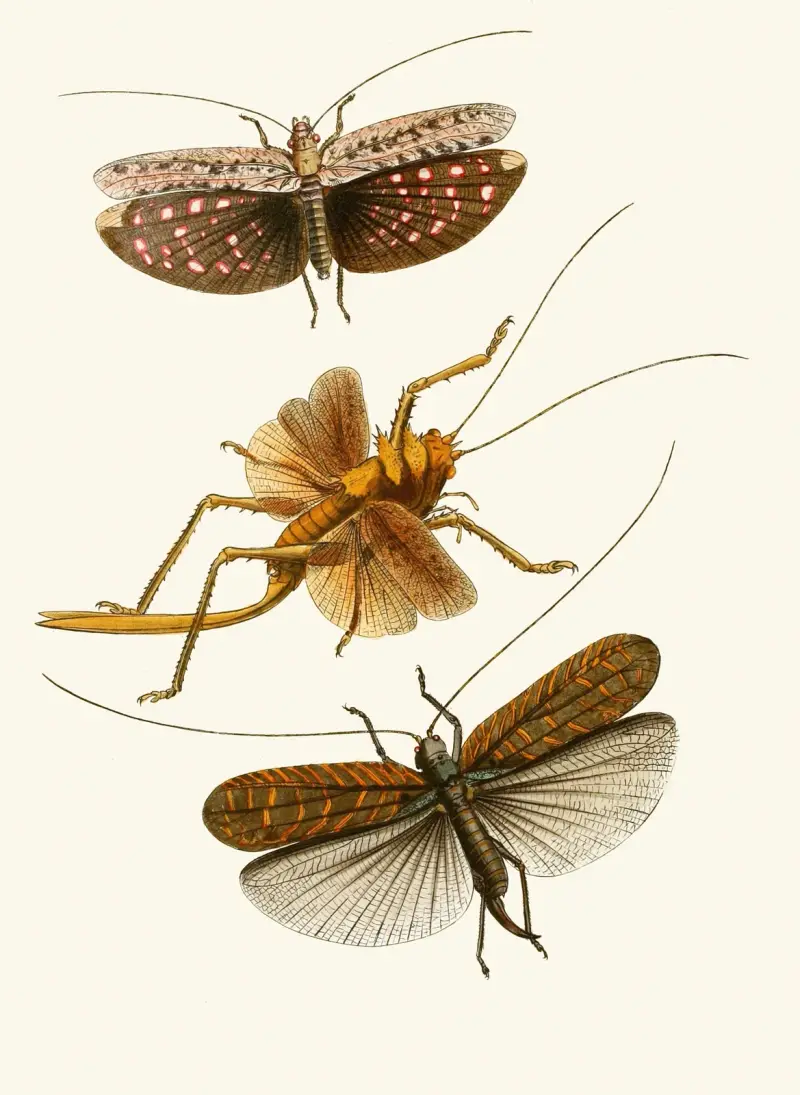 Gabinet entomologii orientalnej, tablica XVII, John Obadiah Westwood