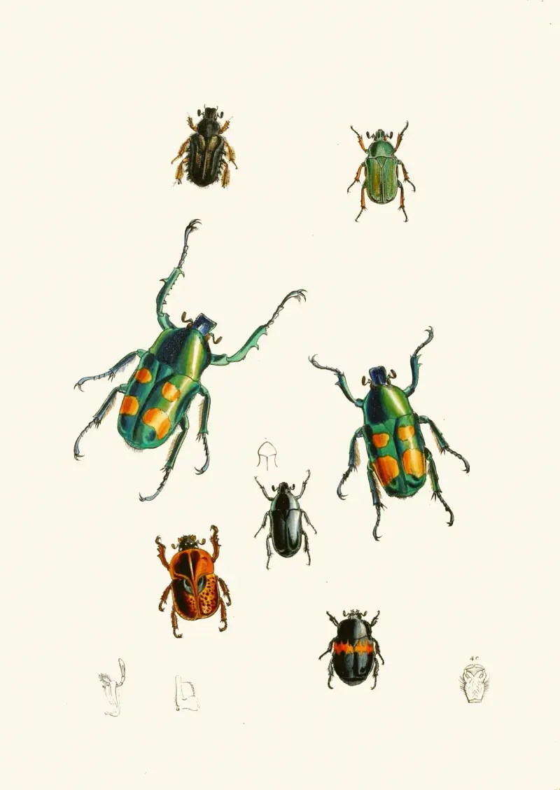 The Cabinet of Oriental Entomology Pl. XVIII av John Obadiah Westwood