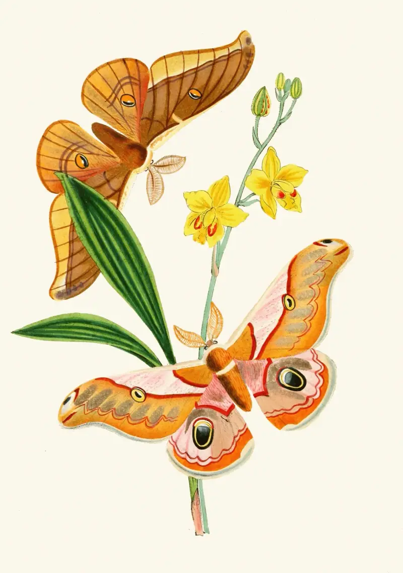 Das Kabinett der orientalischen Entomologie Pl. XXI von John Obadiah Westwood
