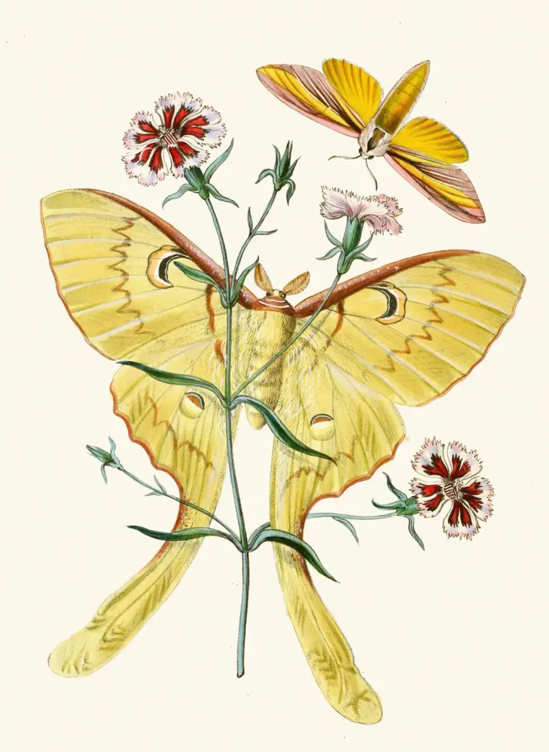 The cabinet of oriental entomology Pl XXIII av John Obadiah Westwood
