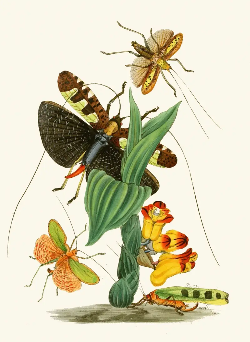 The cabinet of oriental entomology Pl XXVI av John Obadiah Westwood