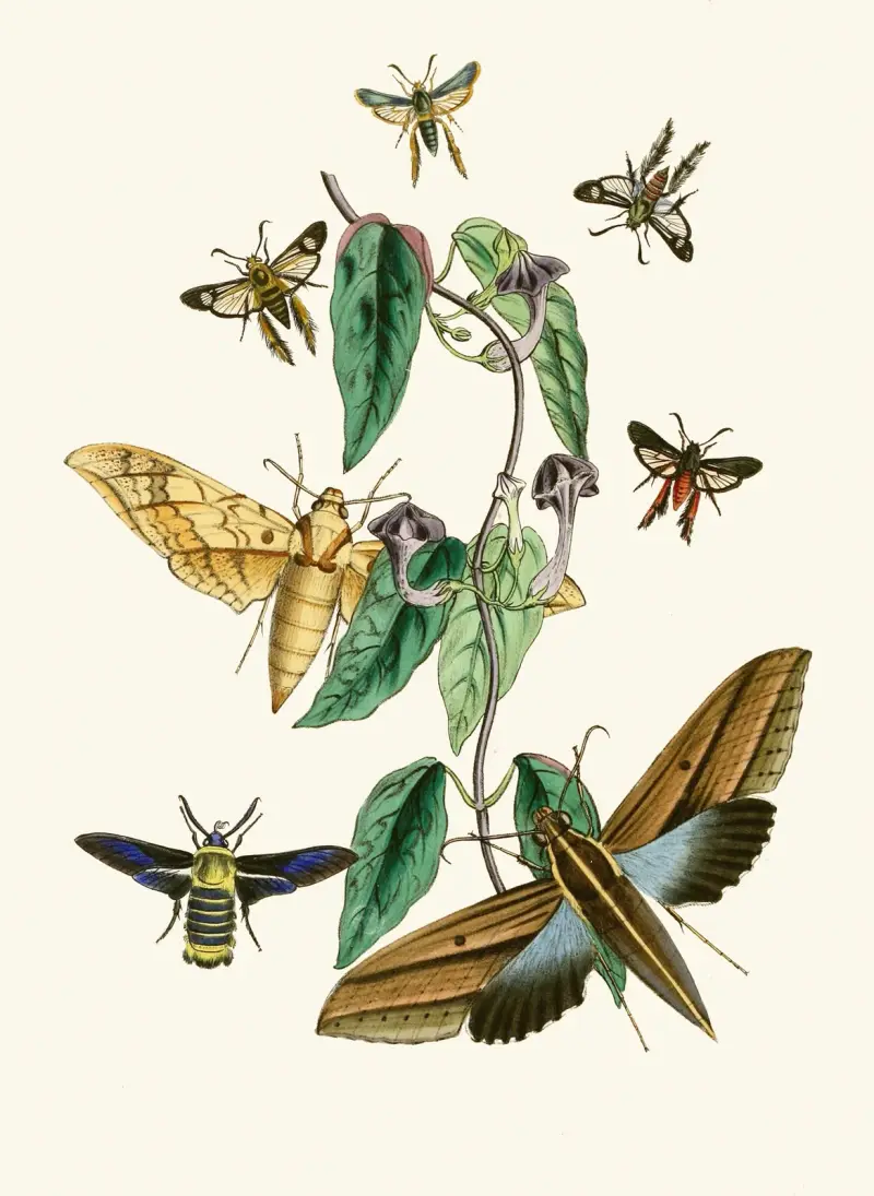 Den orientaliska entomologins kabinett Pl XXXI av John Obadiah Westwood