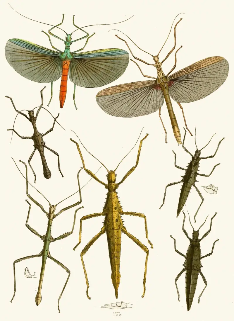 Gabinet owadów orientalnych, tabl. XXXIX, John Obadiah Westwood