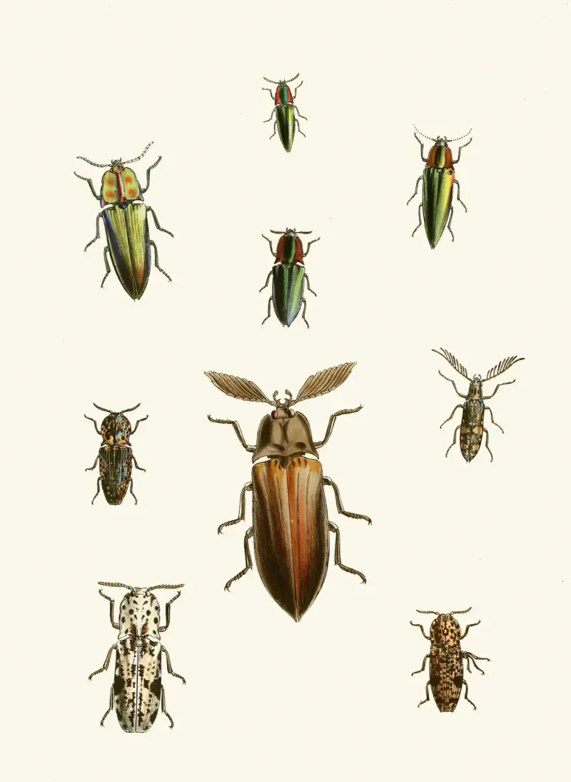 The cabinet of oriental entomology Pl XXXVI av John Obadiah Westwood