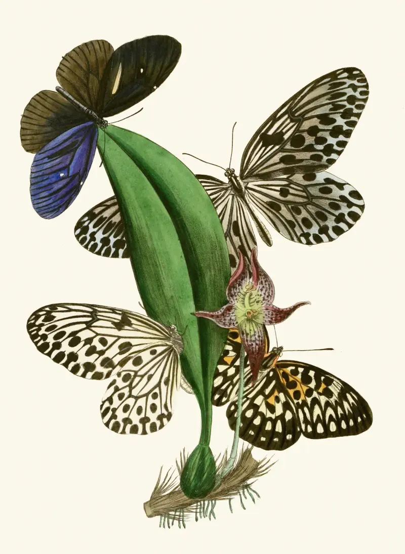 The Cabinet of Oriental Entomology Pl. XXXVIII von John Obadiah Westwood