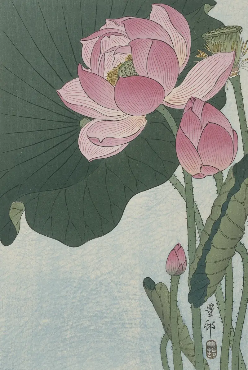 Kvetoucí lotosové květy, Ohara Koson