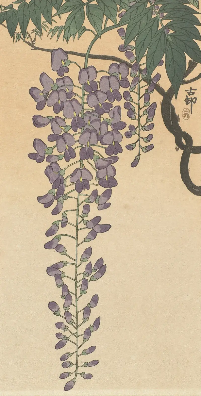 Kvetoucí vistárie, Ohara Koson