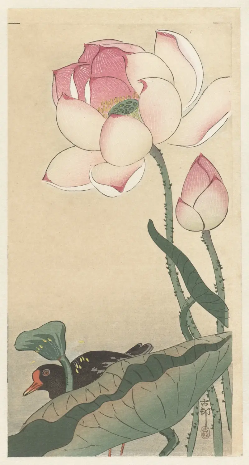 Gallinule with Lotus Flowers av Ohara Koson
