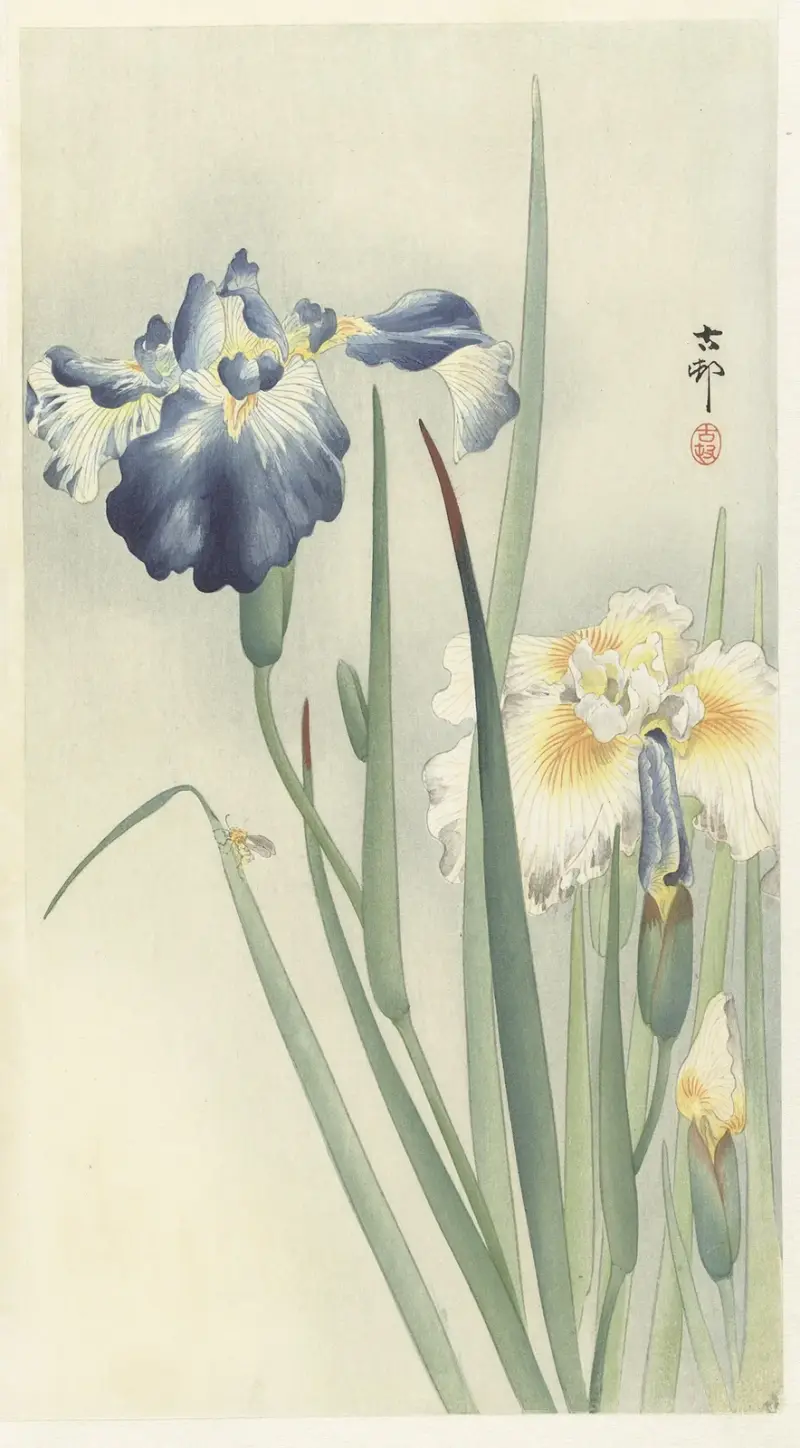 Kosatce, 1900, Ohara Koson