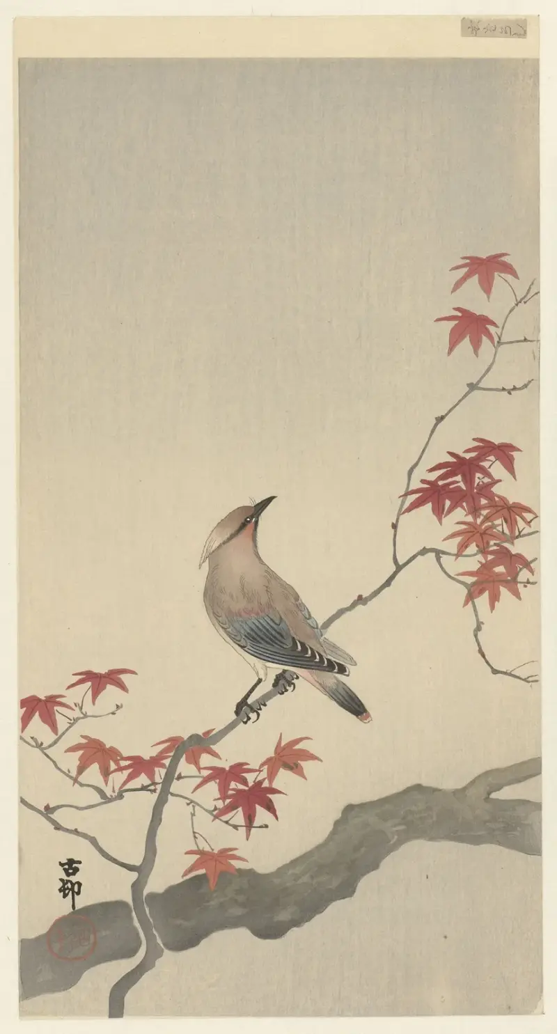 Japanese waxwing on maple av Ohara Koson