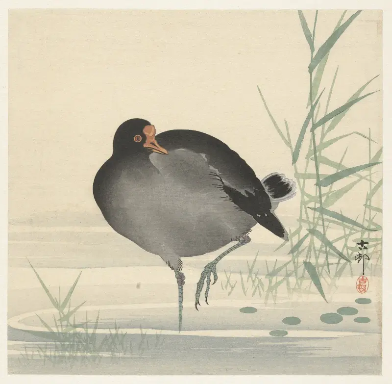 Rörhöna, Ohara Koson