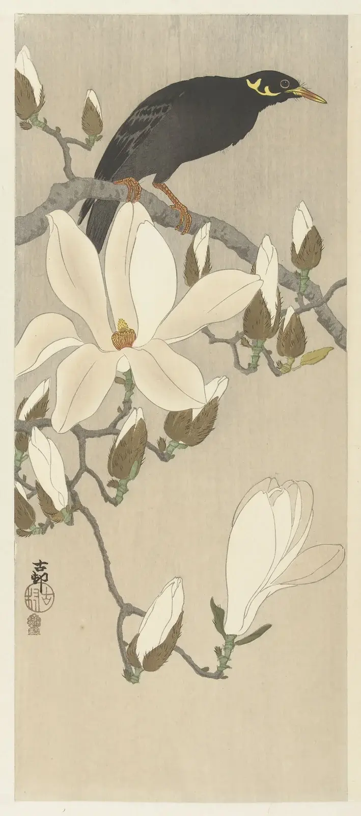 Myna na magnoliové větvi, Ohara Koson