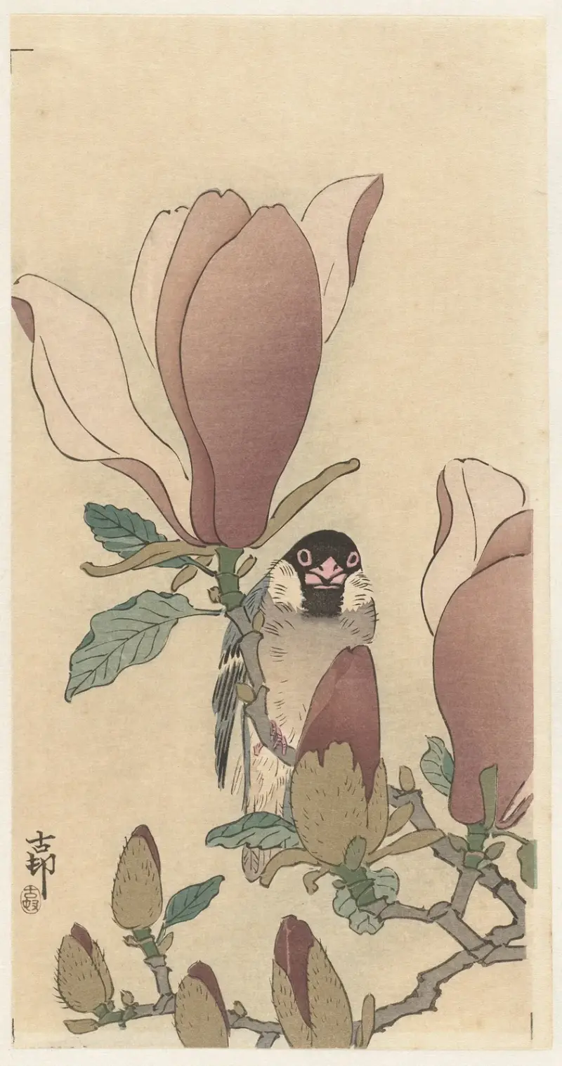 Vrabec na kvetoucí větvi magnólie, Ohara Koson