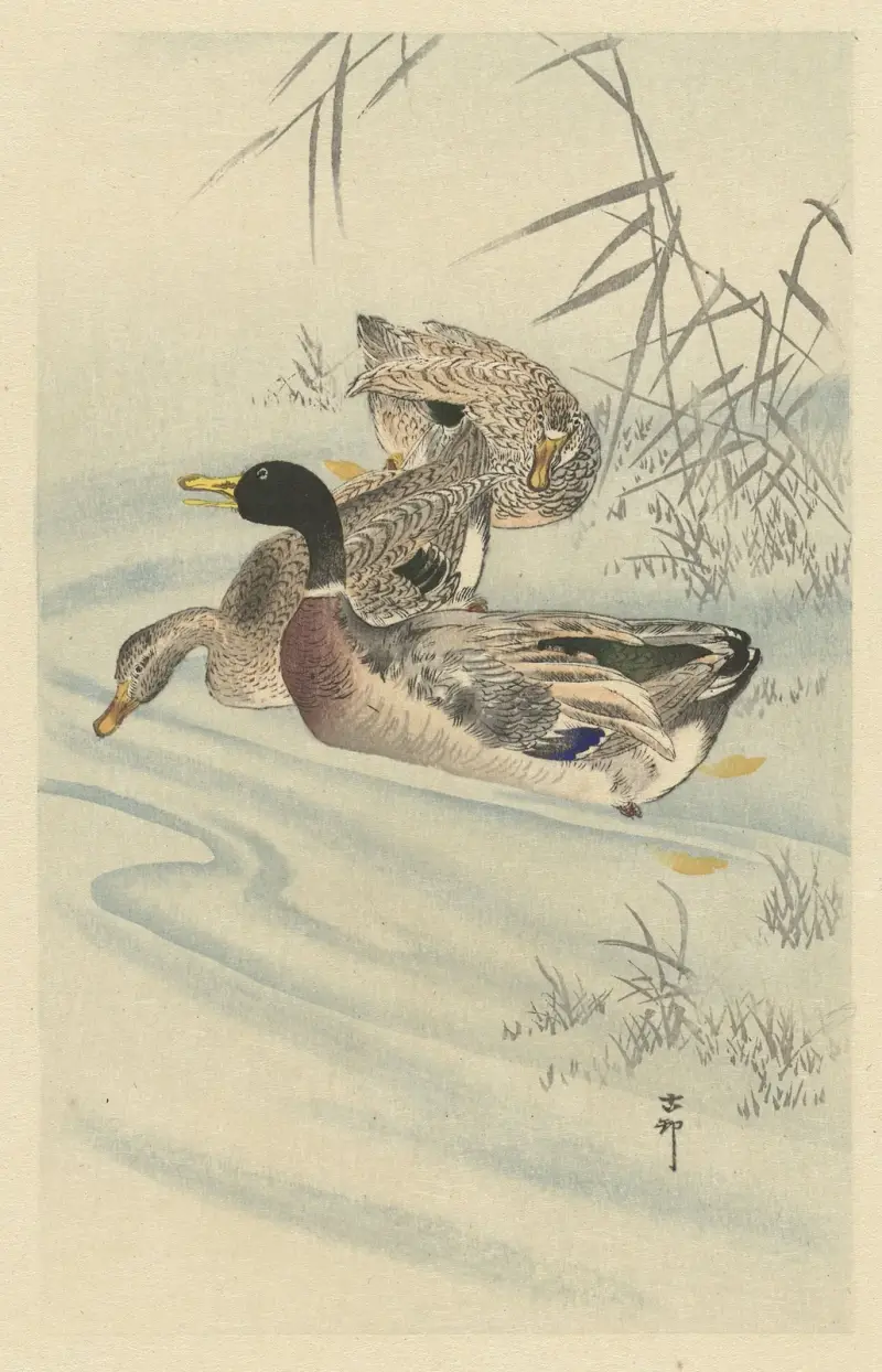 Tři kachny v mělké vodě s rákosím, Ohara Koson