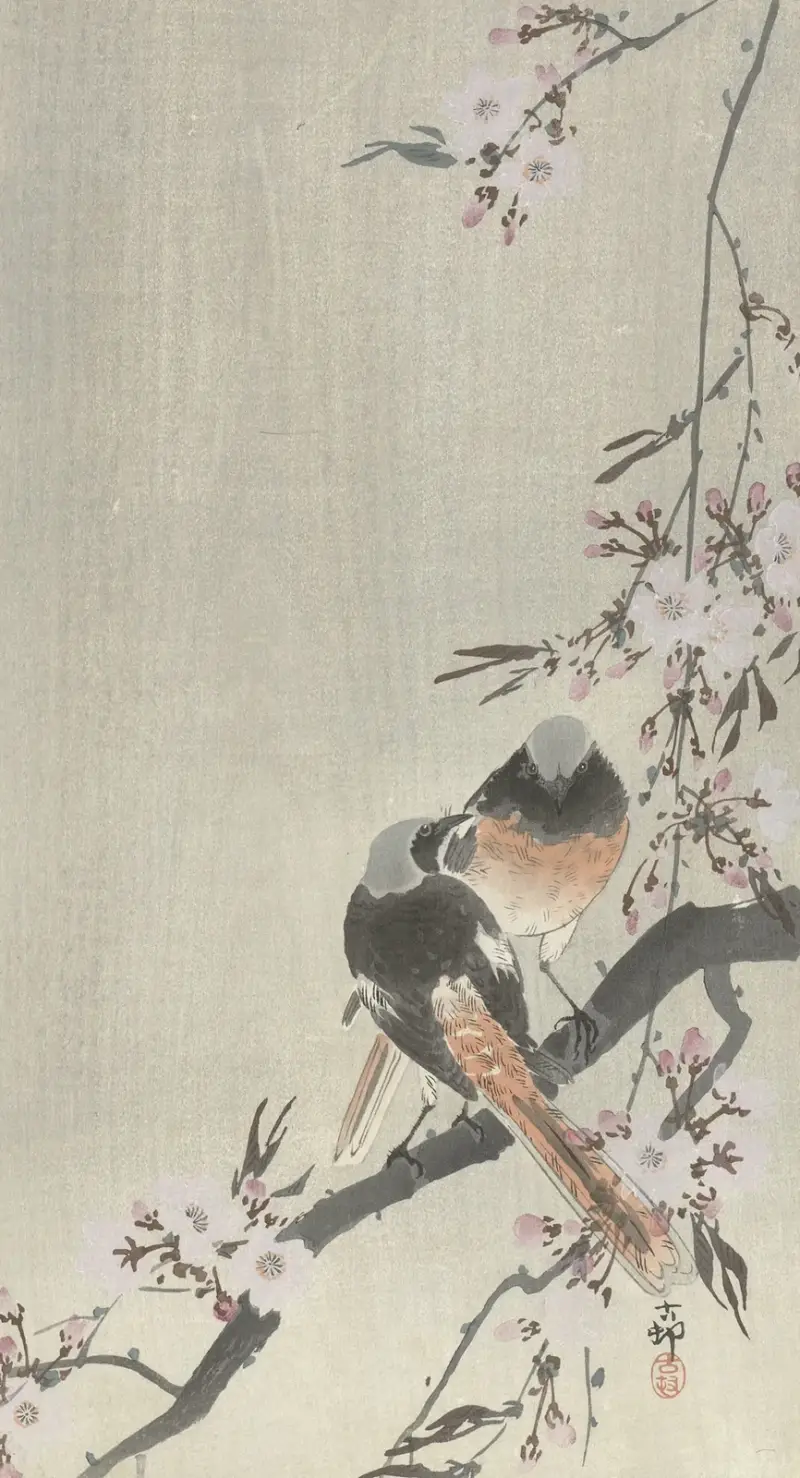 Dva sedloví krahujci s třešňovými květy, Ohara Koson