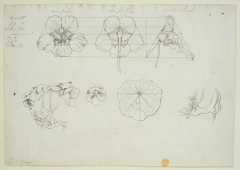 Blätter und Blüten der Kresse av Philipp Otto Runge